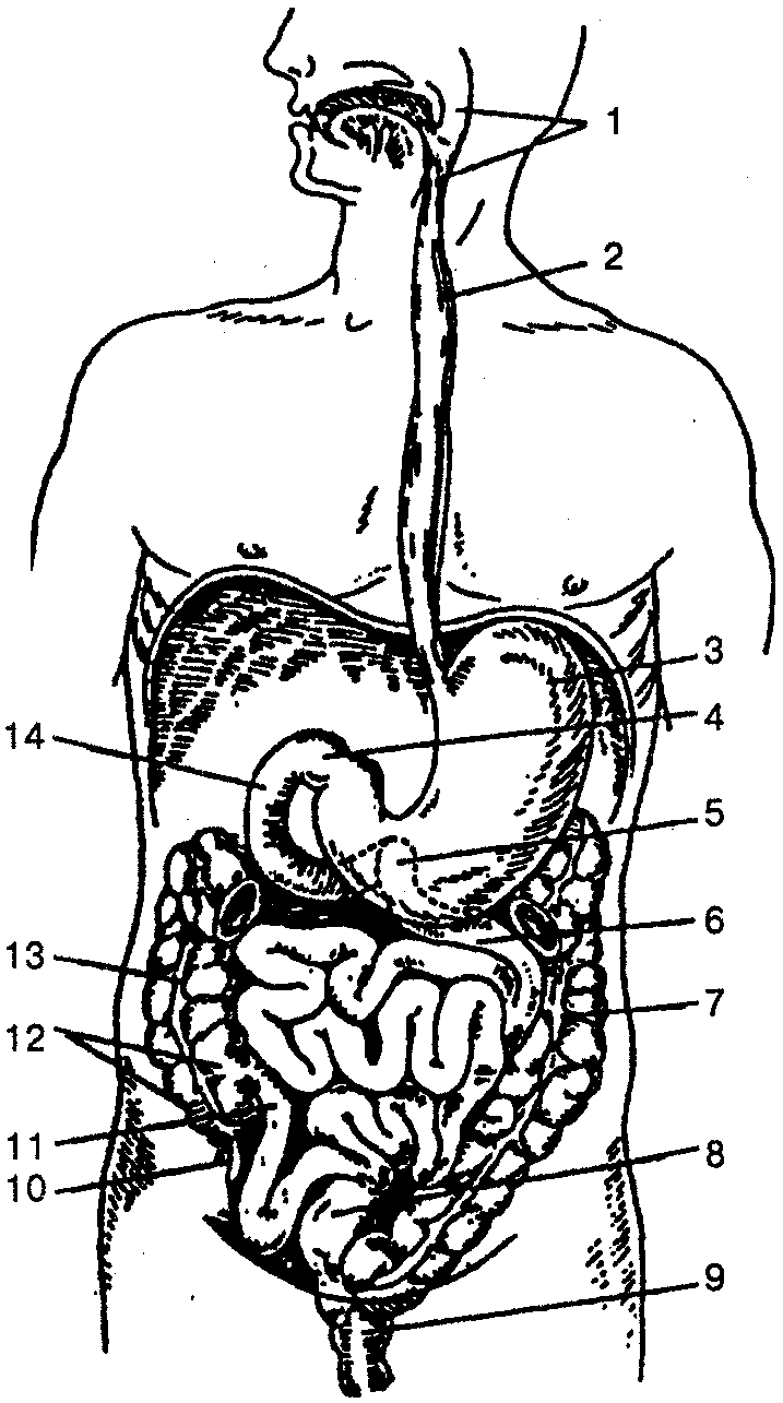 Анатомия жкт человека схема расположения Пищеварительная система . Анатомия и физиология человека: Учебное пособие.