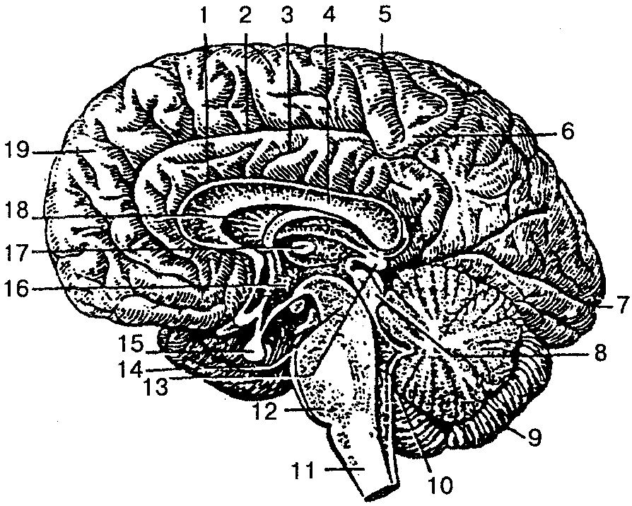 Анатомия головного мозга человека в картинках