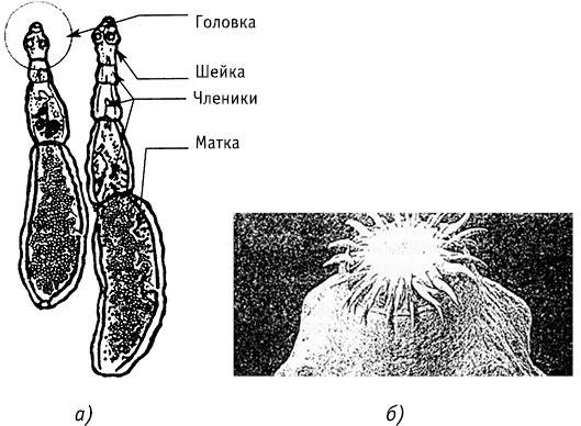 Эхинококк строение рисунок