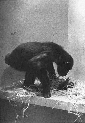 У шимпанзе в соматических клетках 48. Франс де Вааль приматы. Политика у шимпанзе Франс де Валь. Примат свободы над бытием.