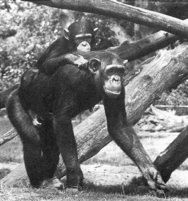 У шимпанзе в соматических клетках 48. Де Вааль политика у шимпанзе. Политика у шимпанзе Франс де Валь. Франс де Вааль «политика у шимпанзе» обзор.