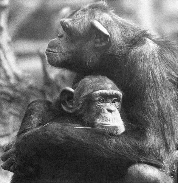 У шимпанзе в соматических клетках 48