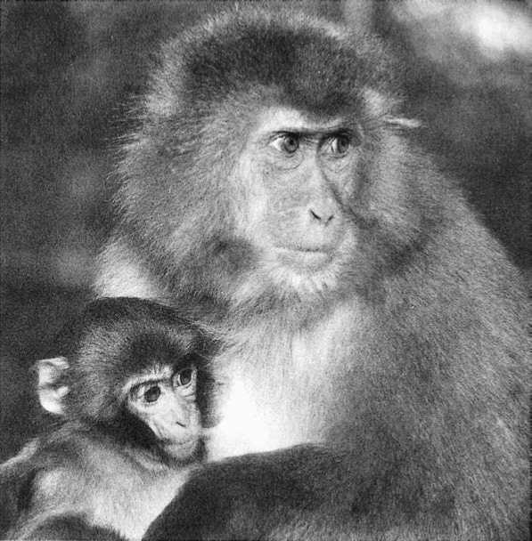 У шимпанзе в соматических клетках 48. Франс де Вааль иерархия обезьян. Политика у шимпанзе. Символизация у приматов. Макакус.