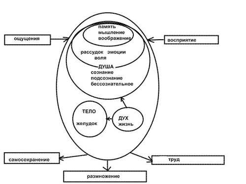 Дух душа тело схема