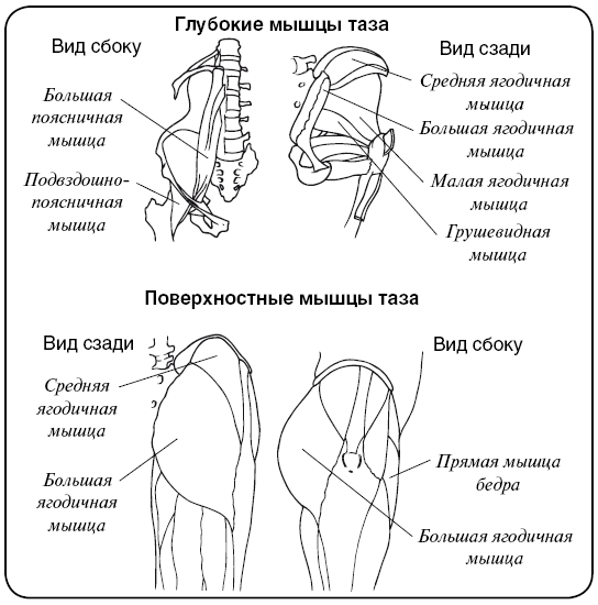 Мышцы таза рисунок с подписями