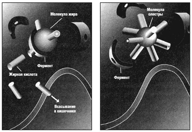 Расщепление молекул это. Молекула жира.