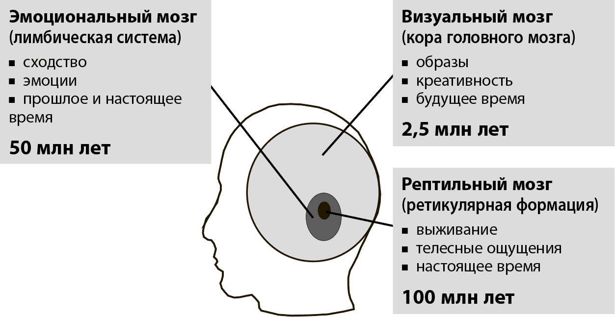 3 мозга. Рептильный мозг. Мозг рептильный эмоциональный. Теория рептильного мозга. Концепция Триединого мозга.