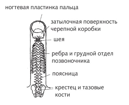 Система насекомого су джок картинки