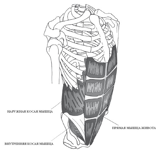 Внутренняя косая мышца живота. Наружная косая мышца. Наружная и внутренняя косая мышца. Мышцы живота. Мышцы живота рисунок.