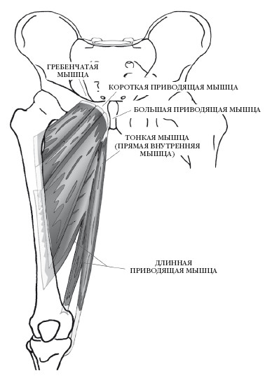 Короткая приводящая. Гребенчатая мышца бедра функции. Гребенчатая приводящая мышца бедра. Гребенчатая мышца бедра анатомия. Гребешковая мышца бедра.