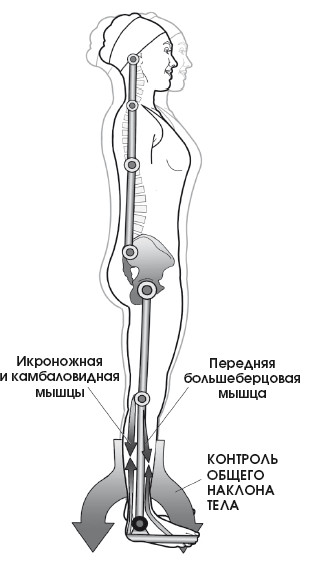 Назад передний. Диагностика и лечение позвоночника Уриа. Икроножная и камбаловидная мышцы анатомия. Диагностика и лечение позвоночника Уриа купить. Алекс Уриа диагностика и лечение позвоночника.