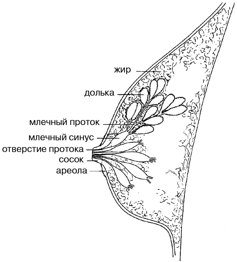 Млечные железы. Млечные протоки молочной железы. Плант Джейн 