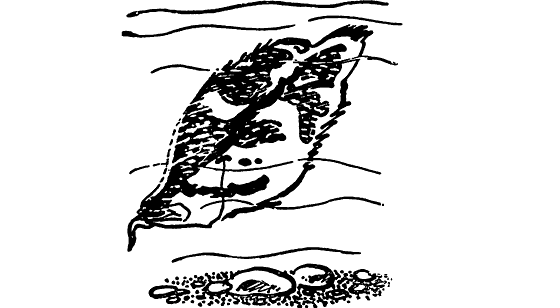 Человек белка черепаха чиж листья рыба