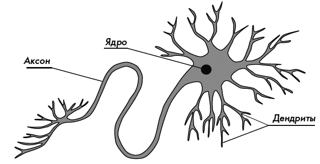 Аксон мозг. Нейроны аксоны дендриты. Нервная ткань Аксон строение. Нервная ткань дендриты и аксоны. Дендрит нейрона.