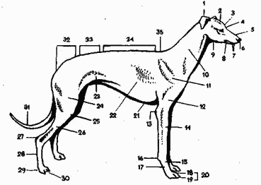 Стати собаки. Части тела собаки.экстерьер. Экстерьер и стати собак. Стати тела собаки.