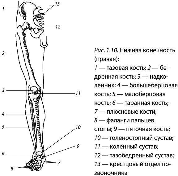 Строение скелета нижних конечностей человека анатомия. Строение суставов нижней конечности анатомия. Схема строения нижней конечности. Нижняя конечность кости ноги анатомия.