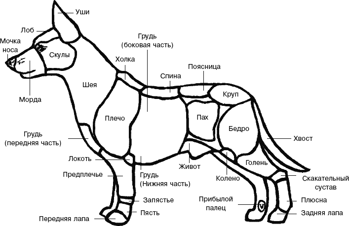 Стати собаки схема