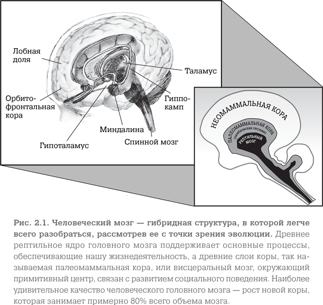 Первобытный мозг. Примитивный мозг. Рептильный мозг человека. Настройка мозга.