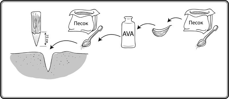 Схема высадки чеснока