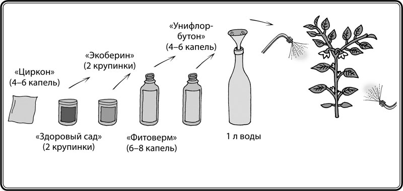 Схема формирования баклажан