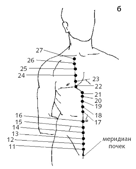 Меридиан почек картинки