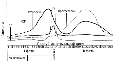 Матка - презентация