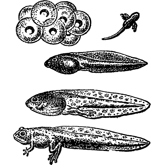 Личинка земноводных название. Головастики земноводных. Головастик амфибий. Строение головастика. Личиночная стадия головастика.