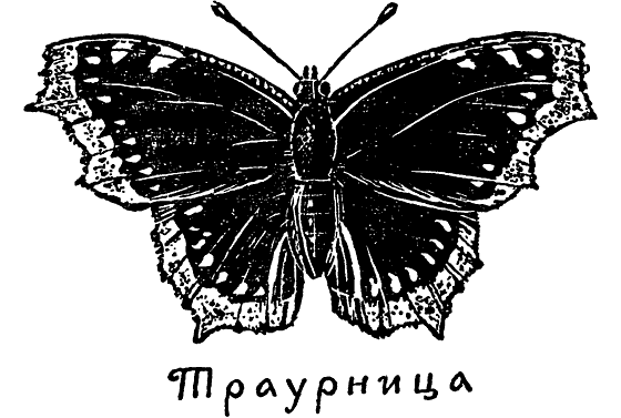 Бабочка траурница рисунок