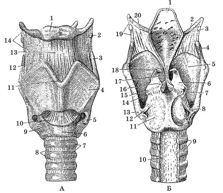 Гортань вид спереди рисунок с подписями