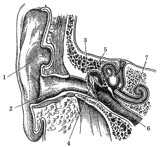 Наружный слуховой проход рисунок