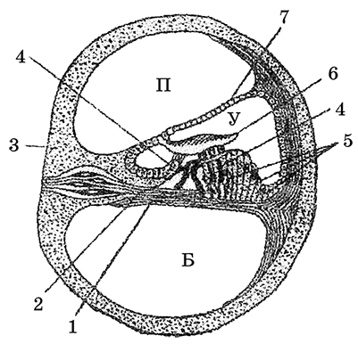 Стенки улиткового хода