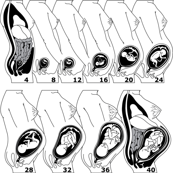 Живот на 15 неделе беременности: скрывать или гордиться? Фото и реалии