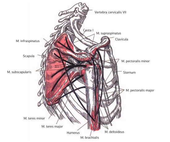 M Supra et infraspinatus