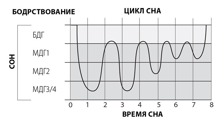 6 циклов. Циклы сна. Циклы сна график. Цикличность сна. Циклы сна по времени.