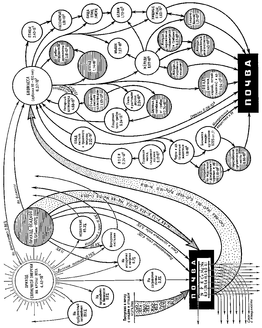 Биогеоценоз рисунок с подписями