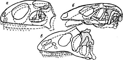 Отличия черепа ящерицы и собаки. Кинетизм черепа рептилий. Кинетизм черепа варана. Кинетизм черепа птиц.
