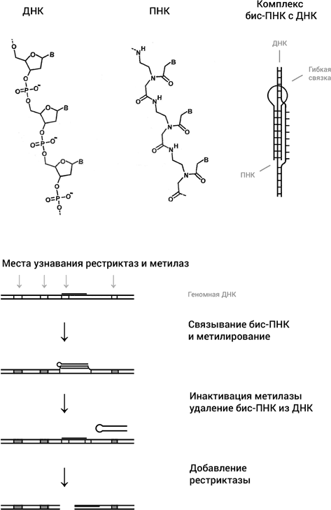 Процесс первоначального накопления. Схема процесса восстановления нативной структуры ДНК. Комплекс ДНК. Пептидо-нуклеиновые кислоты структура. Рестриктаз и метилаз.