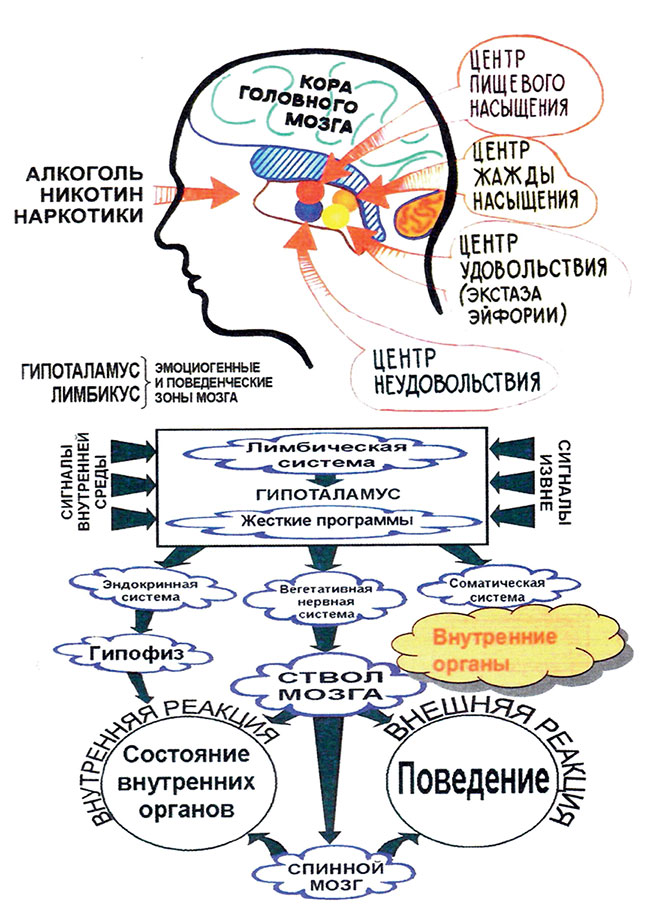 Зона удовольствия. Болевые центры в головном мозге. Центры наслаждения в мозге. Центр наслаждения в головном мозге. Центры удовольствия в мозге расположены.