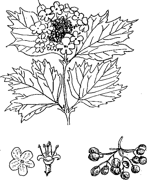 Куст калины рисунок карандашом