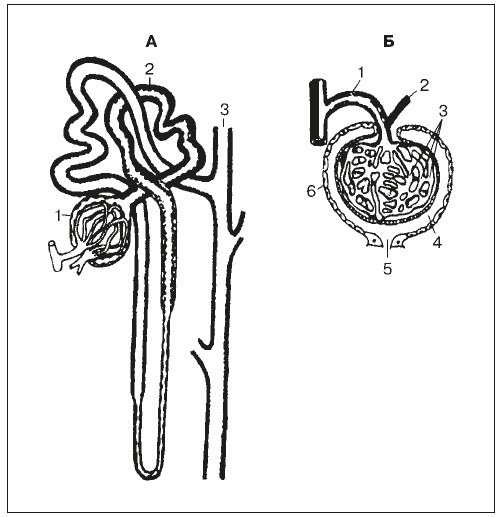 Строение нефрона человека рисунок