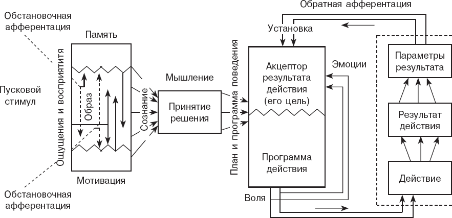 Схема центральной организации поведенческой реакции по анохину