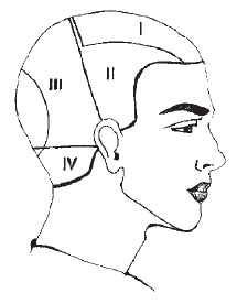 Деление головы на зоны для парикмахеров схема