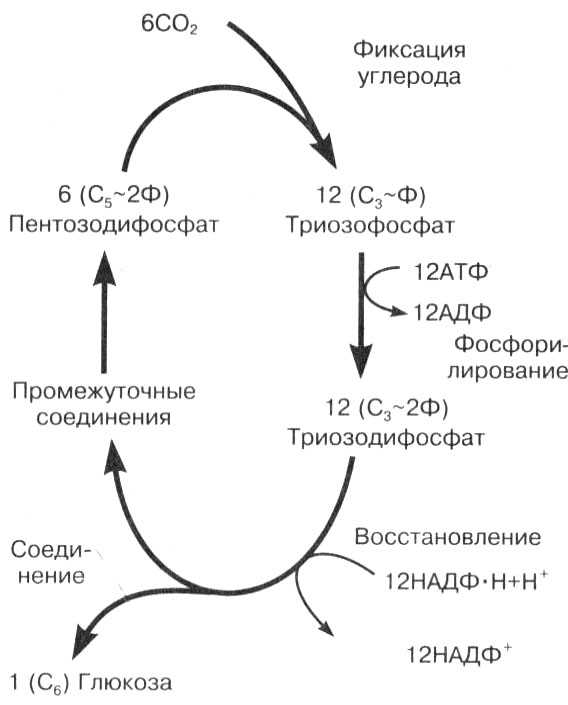 Темновой фазы фотосинтеза схема