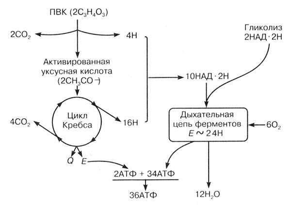 Биологическое окисление схема