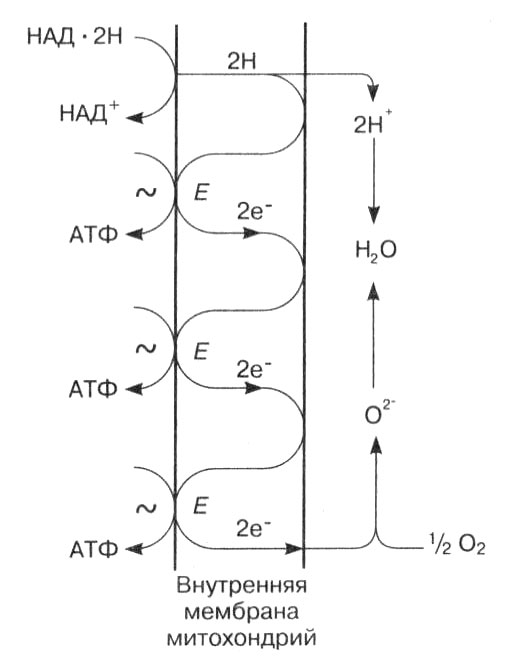 Дыхательная цепь. Окислительное фосфорилирование дыхательная цепь схема. Окислительное фосфорилирование схема дыхательной цепи ферментов. Схема дыхательной цепи митохондрий. Схема цепи дыхательных ферментов.