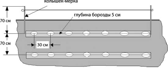 Схема посадки картофеля королева анна