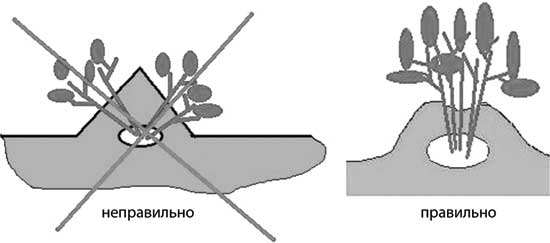 Гребни картофеля. Посадка картофеля в гребни. Глубина посадки картофеля в гребни. Садим картофель в гребни. Метод посадки картофеля в гребни.