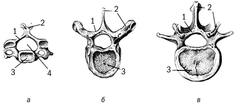 Грудной шейный позвонок. Грудной позвонок анатомия рисунок. Строение позвонков человека без подписей. Позвонки шейный грудной поясничный два первых шейных позвонка. Поясничный позвонок анатомия с подписями.