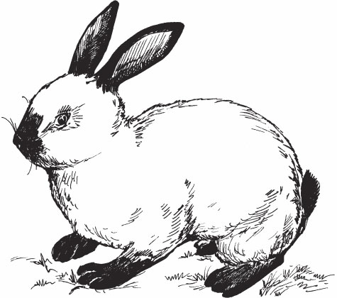 На рисунке изображены горностаевые кролики. Калифорнийский кролик рисунок. Калифорнийская порода кроликов. Калифорнийский черный кролик. Кролиководство карандашом.