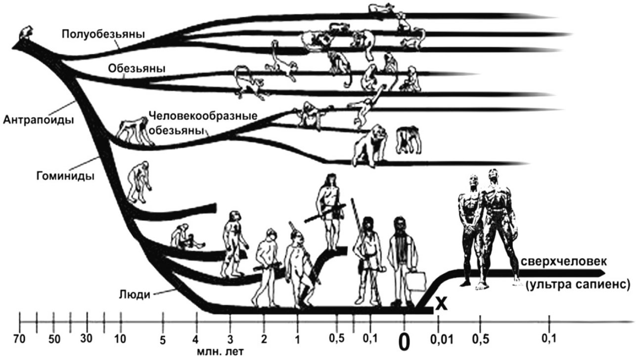 Эволюция древа 178. Эволюция человека генеалогическое Древо человека. Филогенетическое Древо Эволюция человека. Эволюционное Древо приматов и человека. Эволюционное Древо человека схема.